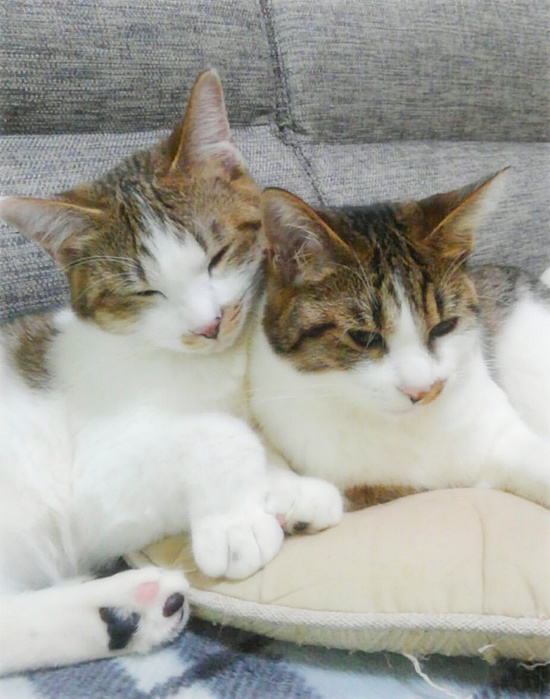 イキルくんの手術_a0389088_18120473.jpg