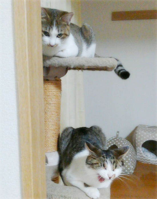 イキルくんの手術_a0389088_18120481.jpg