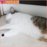 猫と人のひそかな攻防_a0389088_18125929.jpg