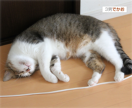 猫と人のひそかな攻防_a0389088_18125930.jpg