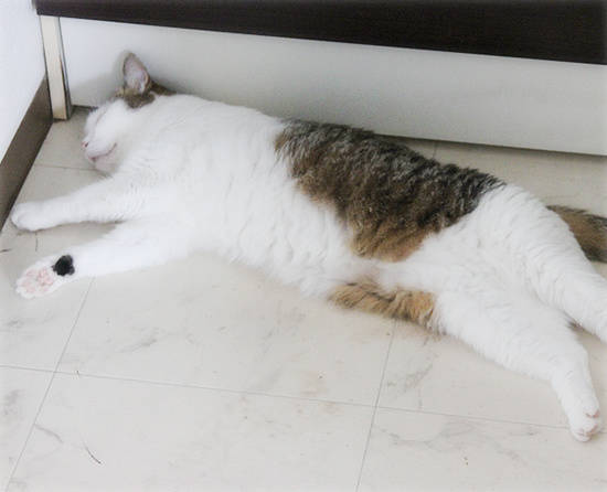 猫と人のひそかな攻防_a0389088_18125939.jpg