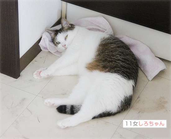 猫と人のひそかな攻防_a0389088_18125945.jpg