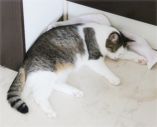 猫と人のひそかな攻防_a0389088_18125947.jpg