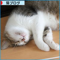 猫と人のひそかな攻防_a0389088_18125991.jpg