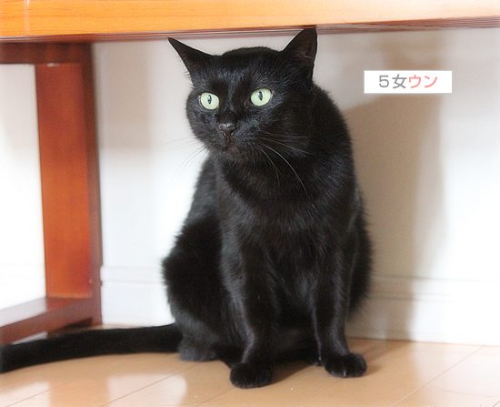 新しい猫カフェオープンしました_a0389088_18130114.jpg