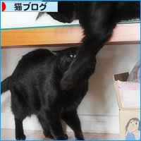 新しい猫カフェオープンしました_a0389088_18130133.jpg