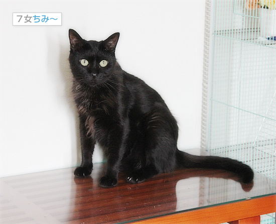 新しい猫カフェオープンしました_a0389088_18130148.jpg