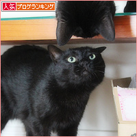 新しい猫カフェオープンしました_a0389088_18130150.jpg