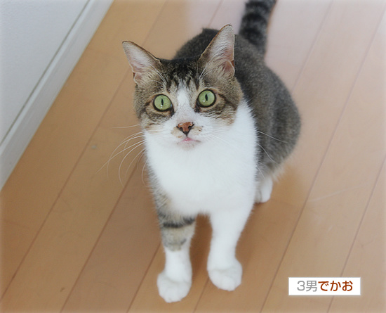 天敵がやってきた_a0389088_18130214.jpg