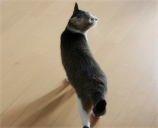 天敵がやってきた_a0389088_18130256.jpg