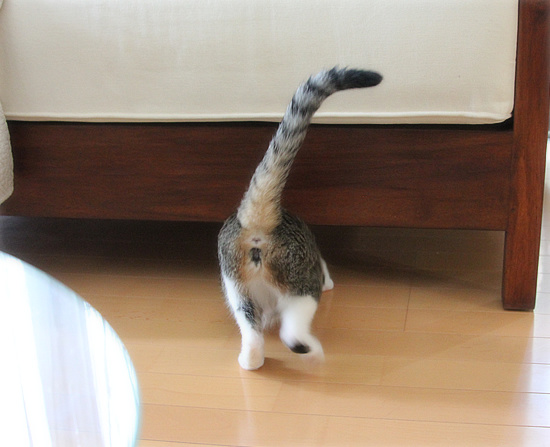 新しい家族が増えました_a0389088_18130316.jpg