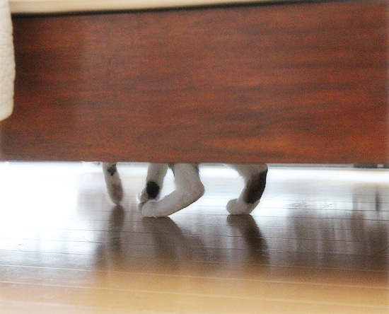 新しい家族が増えました_a0389088_18130362.jpg