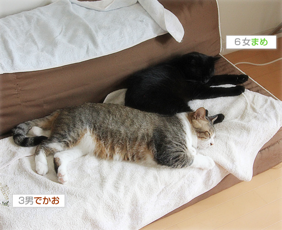 真夏の猫だんご_a0389088_18130539.jpg