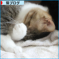 真夏の猫だんご_a0389088_18130602.jpg