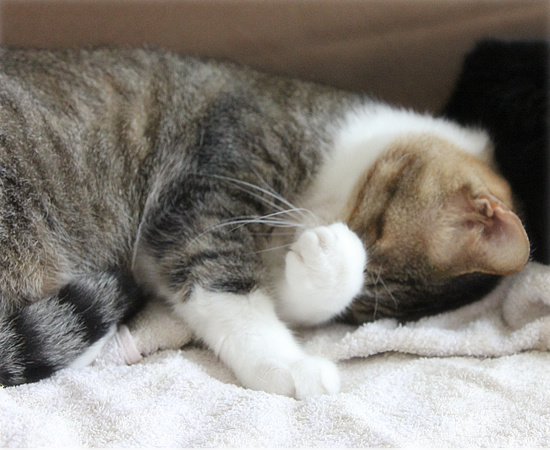 真夏の猫だんご_a0389088_18130659.jpg