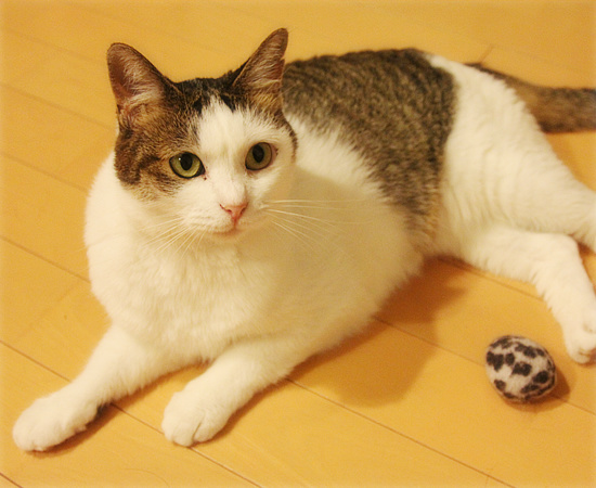 誰のもの?_a0389088_18130677.jpg