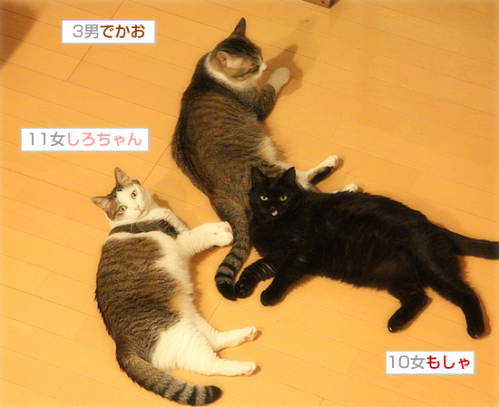 誰のもの?_a0389088_18130679.jpg