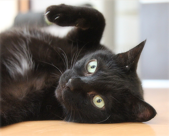 ブログ猫_a0389088_18130862.jpg