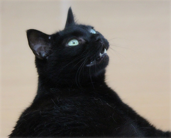ブログ猫_a0389088_18130869.jpg