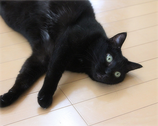 ブログ猫_a0389088_18130887.jpg