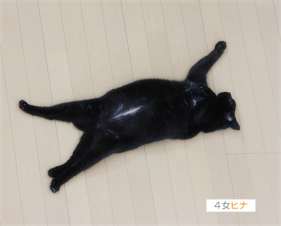ブログ猫_a0389088_18130896.jpg