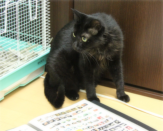 猫の従業員_a0389088_18130900.jpg