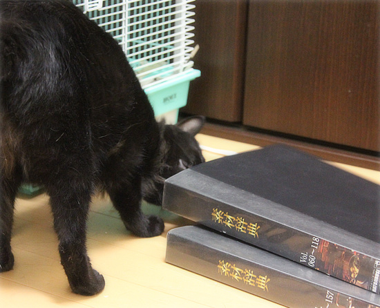 猫の従業員_a0389088_18130909.jpg