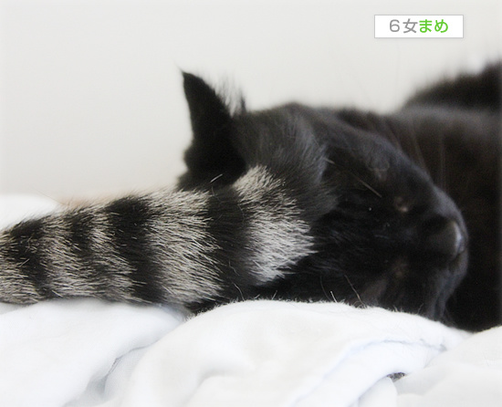 猫侍_a0389088_18131167.jpg