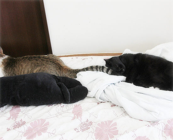 猫侍_a0389088_18131189.jpg