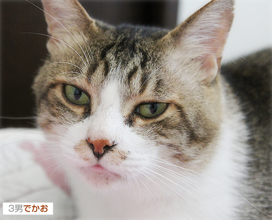 猫侍_a0389088_18131195.jpg