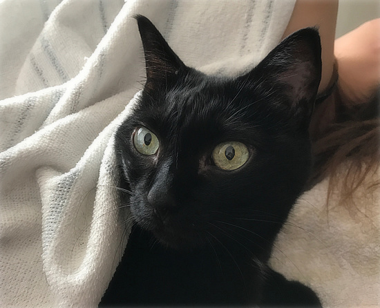 猫ナース_a0389088_18131226.jpg