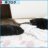 猫侍_a0389088_18131232.jpg