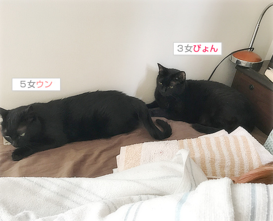 猫ナース_a0389088_18131261.jpg