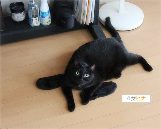 麻薬猫_a0389088_18131304.jpg