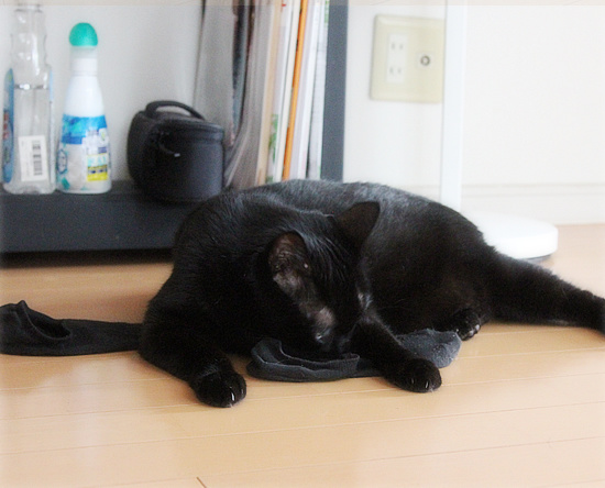 麻薬猫_a0389088_18131367.jpg