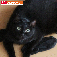 麻薬猫_a0389088_18131429.jpg