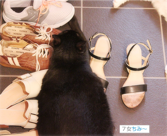 猫の集会では_a0389088_18131440.jpg