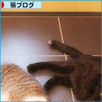 猫の集会では_a0389088_18131504.jpg