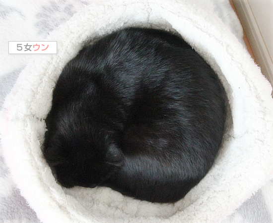 犯人は誰だ_a0389088_18141590.jpg