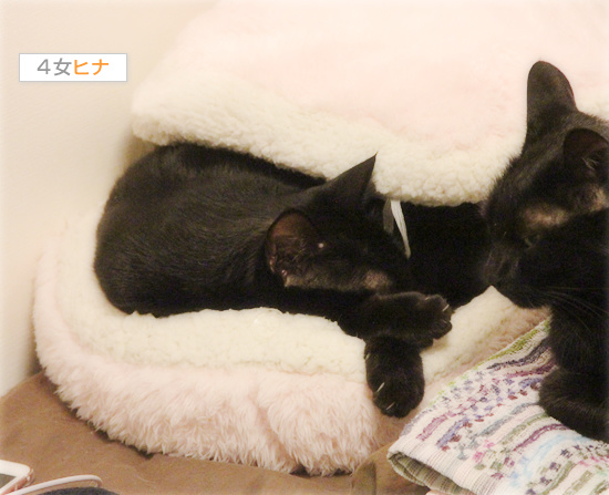 猫が抗えないもの_a0389088_18142018.jpg