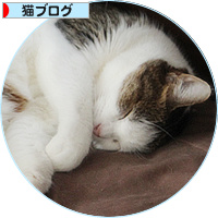猫が抗えないもの_a0389088_18142036.jpg