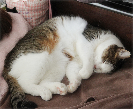 猫が抗えないもの_a0389088_18142044.jpg