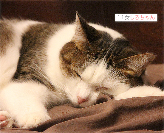 猫が抗えないもの_a0389088_18142048.jpg