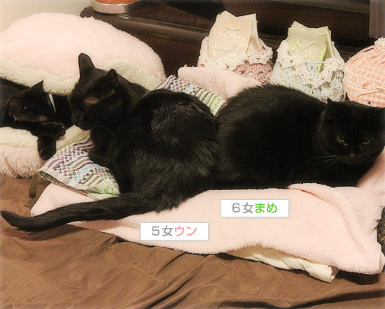 猫が抗えないもの_a0389088_18142075.jpg