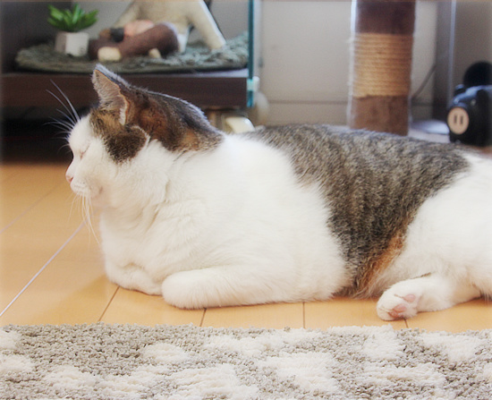 ガンコなんだから_a0389088_18145029.jpg