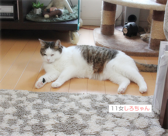 ガンコなんだから_a0389088_18145038.jpg