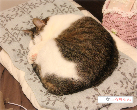 潔癖の悩み_a0389088_18145833.jpg