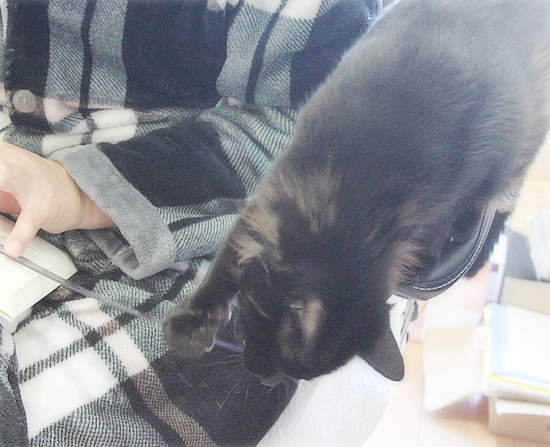 新しい試み_a0389088_18150503.jpg