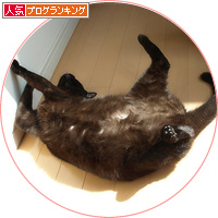 猫エイズと白血病・・・だけど生きてる_a0389088_18151356.jpg