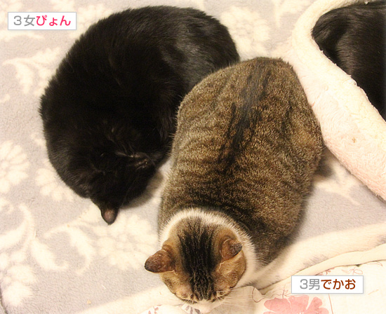 男気がモテる理由_a0389088_18152391.jpg